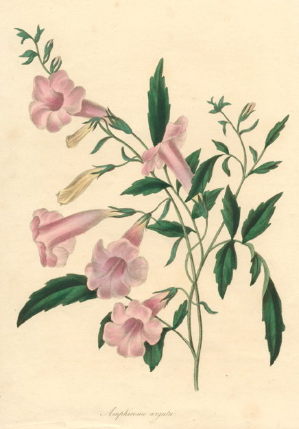 Paxton-AmphicomeArguta-w