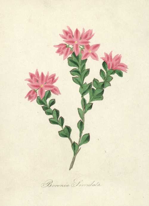 Paxton-BoroniaSerrulata-w