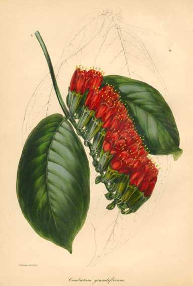 Paxton-CombretumGrandiflorum-w