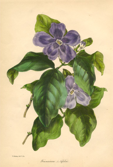 Paxton-FrancisceaLatifolia-w