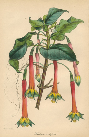 Paxton-FuchsiaCordifolia-w