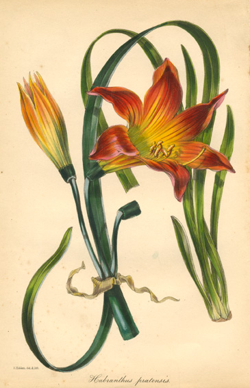 Paxton-HabranthusPratensis-w