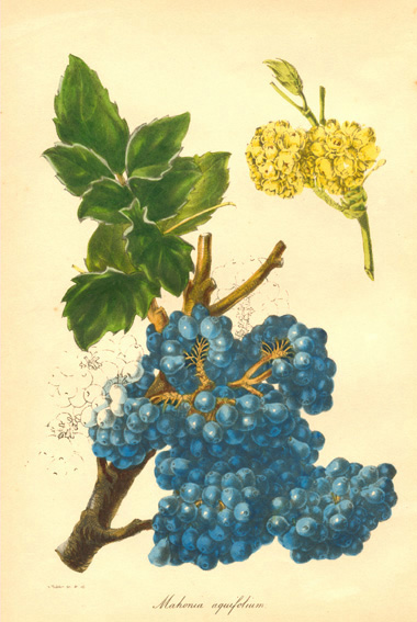Paxton-MahoniaAquifolium-w