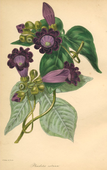 Paxton-PharbitisOstrina-w
