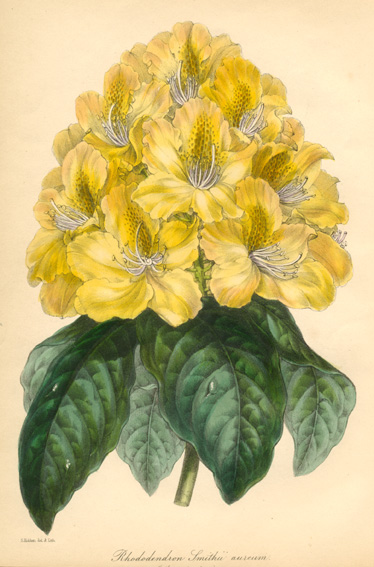 Paxton-RhododendronSmithii-w