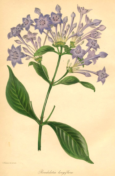 Paxton-RondelitiaLongiflora-w