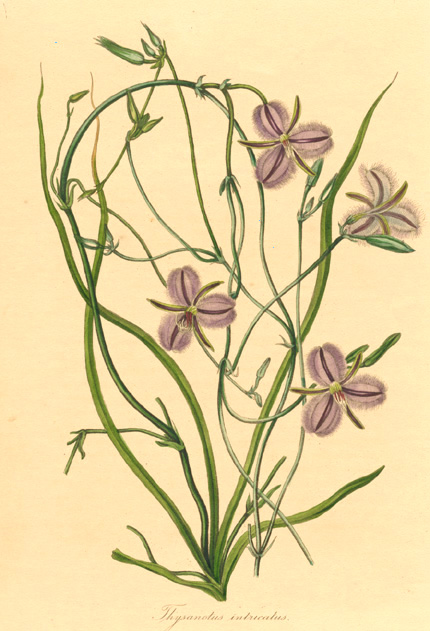 PaxtonAU-ThysanotusIntricat