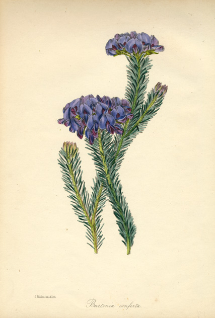 PaxtonAu-BurtoniaConferta-w