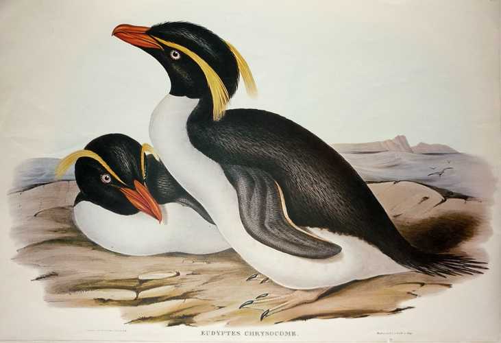 Penguin-Eudyptes-Chrysocome