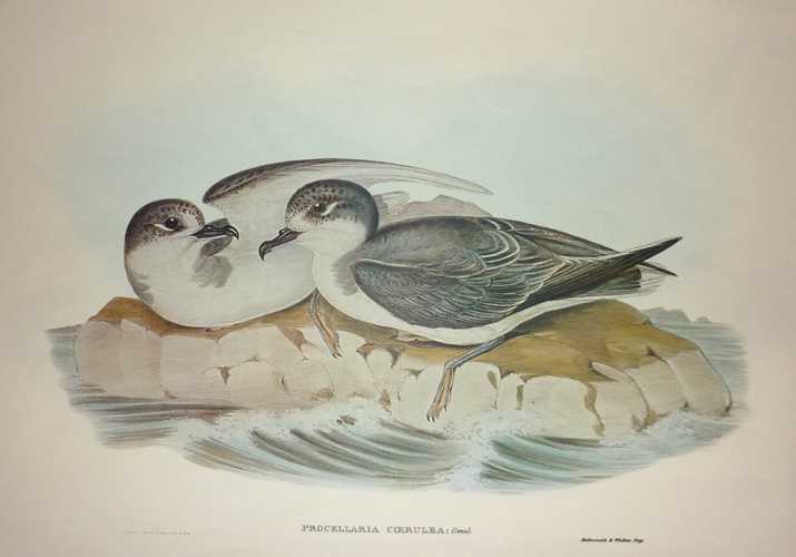 Petrel-ProcellariaCoerulea