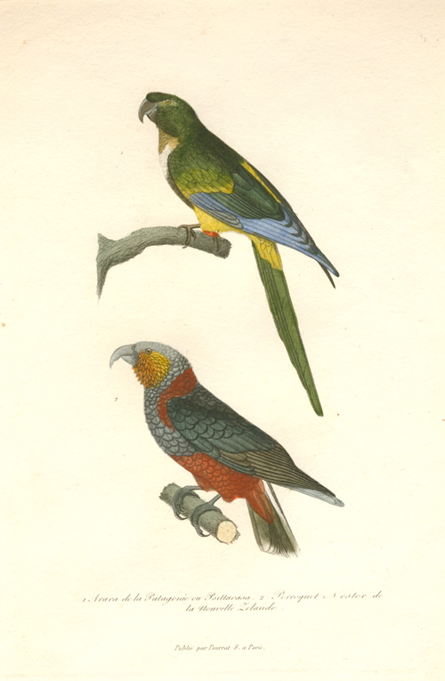 Pourrat-PatagonianParrot2cNZ-Nestor