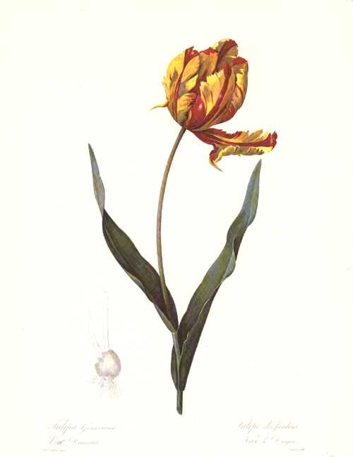 Redout-Tulipa-Gesner-draconlia