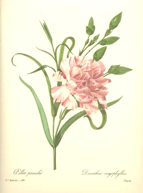 Redoute-Dianthus