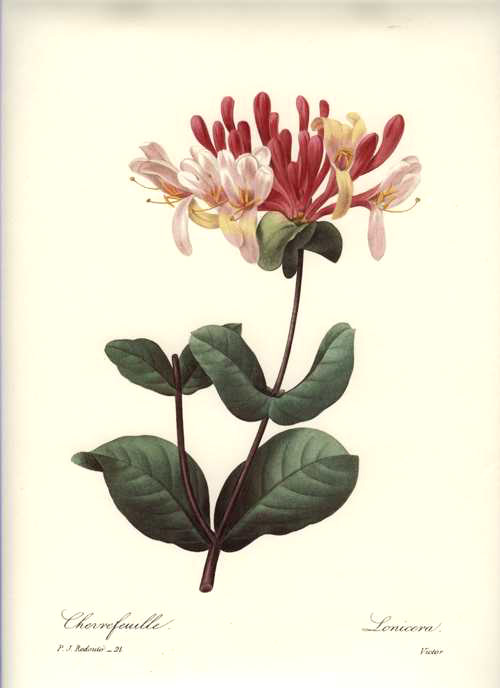 Redoute-Lonicera