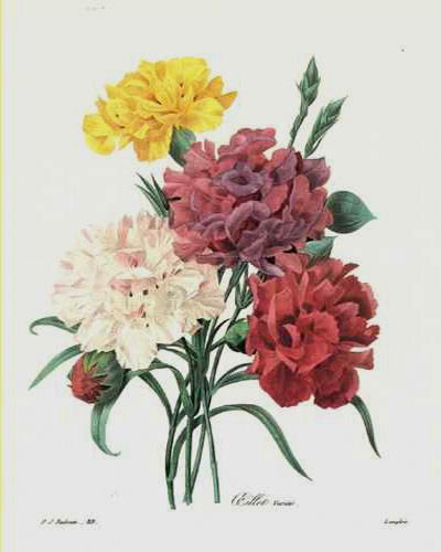 Redoute5-CarnationVarieties