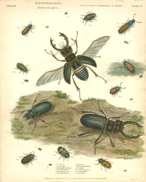 Rees-EntoPlate4