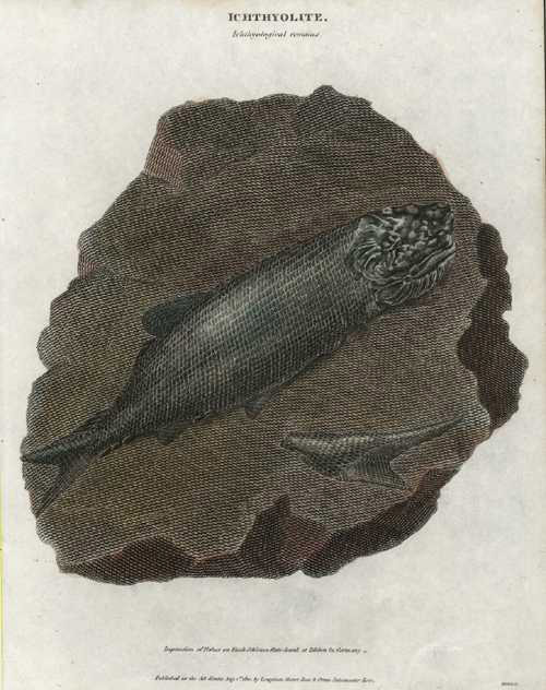 Rees-Ichthyolite-FossilFish-in-slate