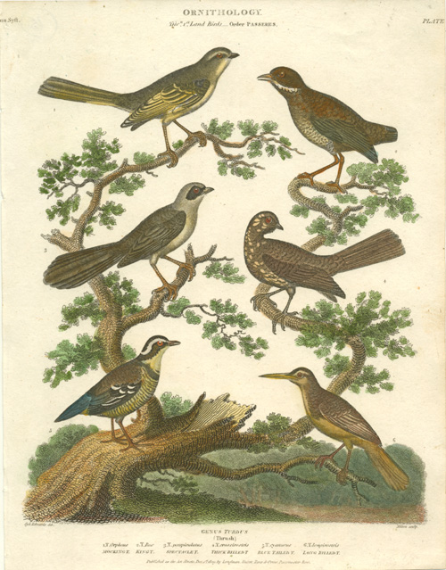 Rees-Thrushes