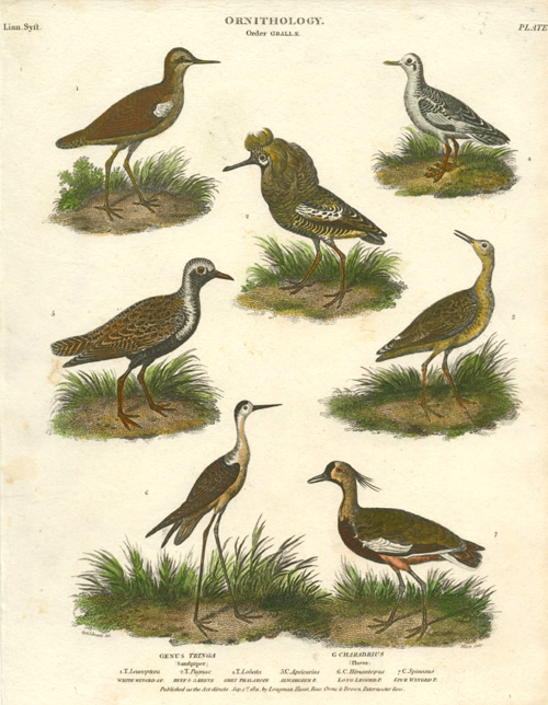 Rees-Tringa2cPlover