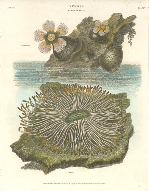 Rees-Vermes1-Actinia