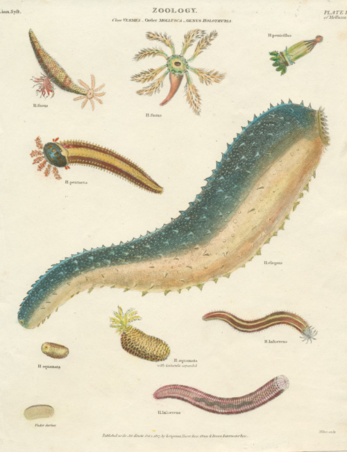 Rees-Vermes1-Holothuria