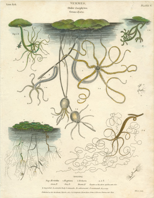 Rees-VermesZoophytes-G-Hydra