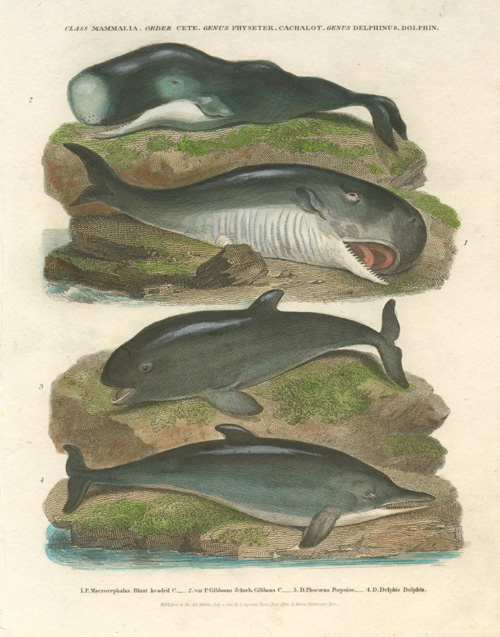 Rees-Whales
