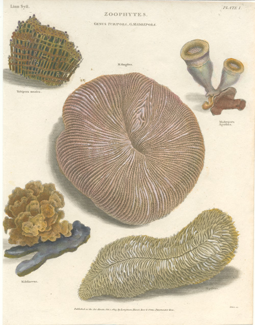 Rees-Zoophytes4-G-Tubipora2cMadrepora