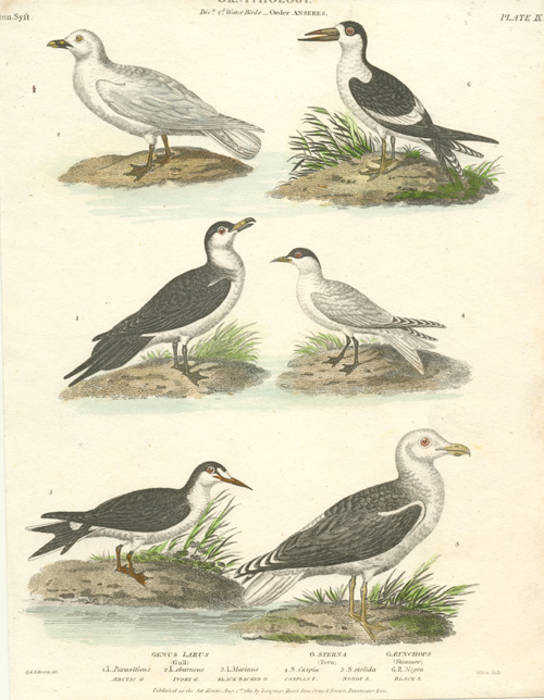 Rees9-Anseres-Gull2cTern2cSkimmer