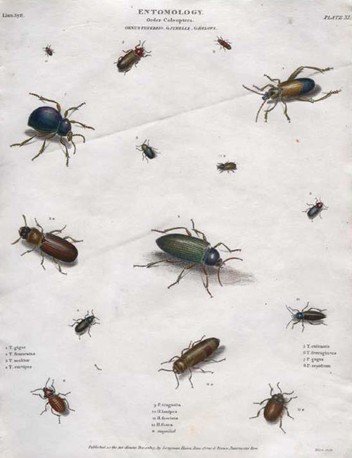 ReesEntomology11-Coleoptera