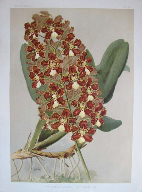 Reich-Orchid-OdontoglossumCoronarium