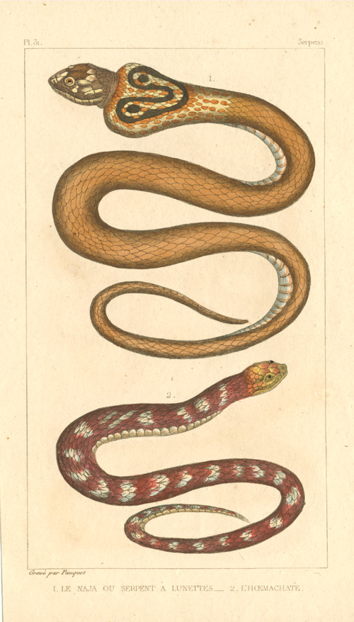Reptile-Rousseau-Cobra