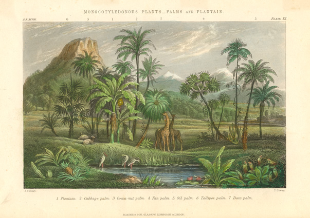 Rhind9-MonocotyledonousPlants-w