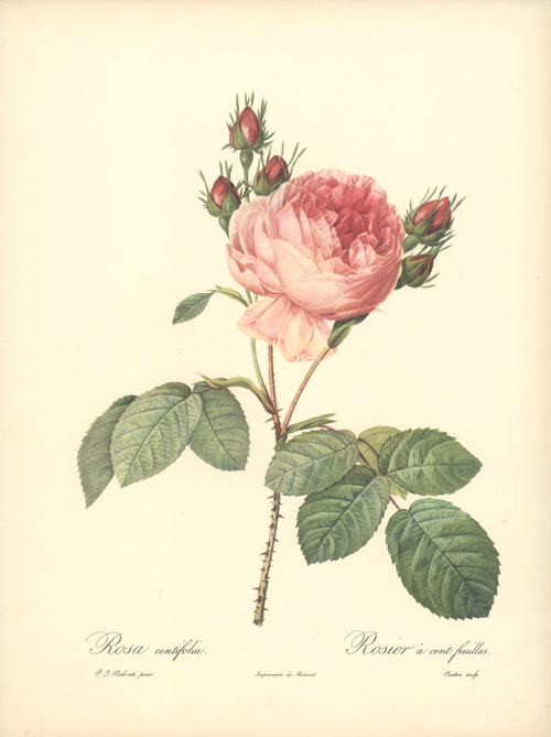 RosaCentifolia-Couten