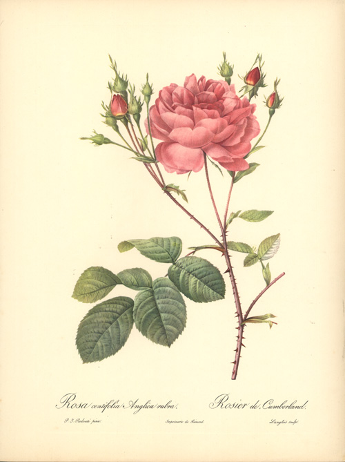 RosaCentifoliaAnglicaRubra-w