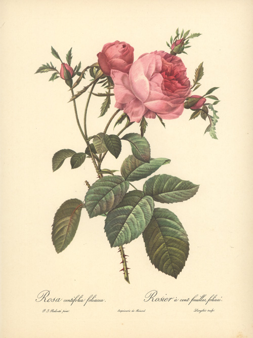 RosaCentifoliaFoliacea-w