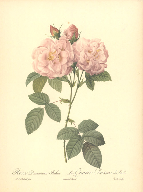 RosaDamascenaItalica