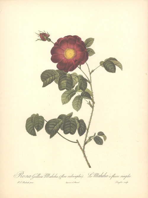 RosaGallicaMaheka-w