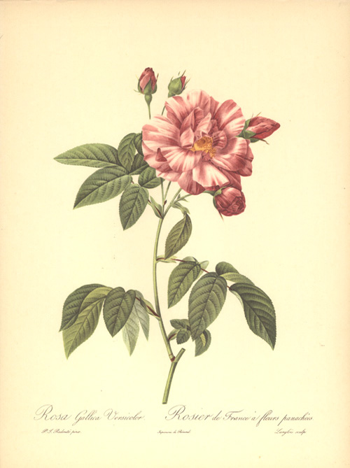 RosaGallicaVersicolor-w