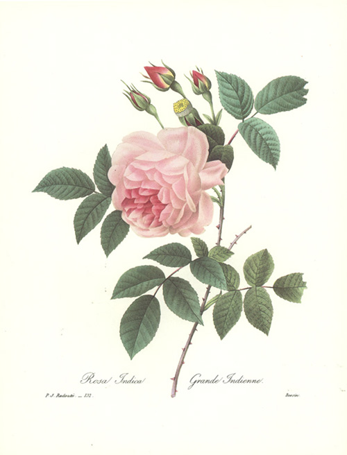 RosaIndica2cGrandIndienne132-Bessin-x1