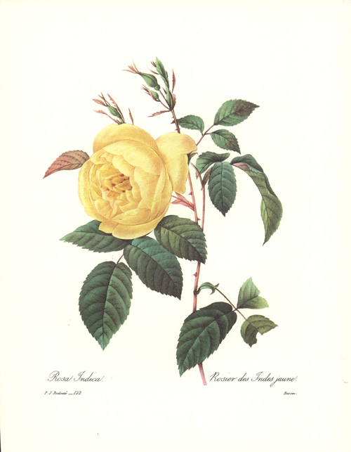 RosaIndica2cR-DesIndesJaune122-Bessin-x3