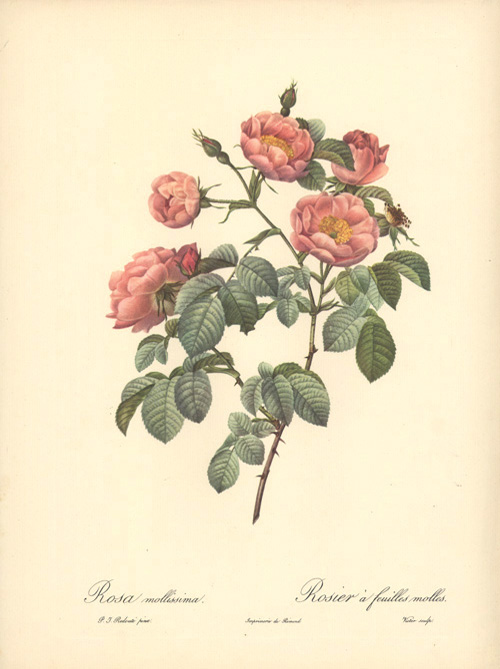 RosaMollissima-w