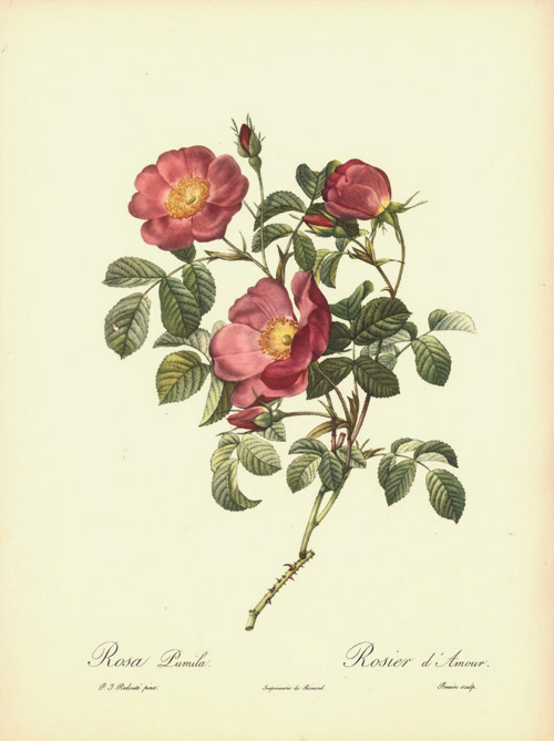 RosaPumila2cd-Amour-w