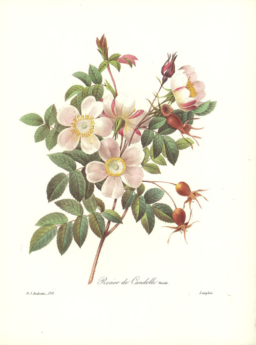 RosierDeCandolle130-Langlois-x3