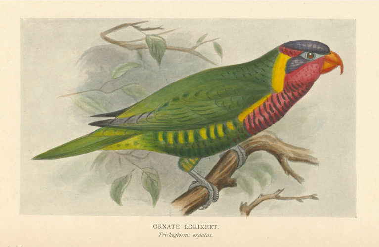 Seth-Smith-OrnateLorikeet-hor