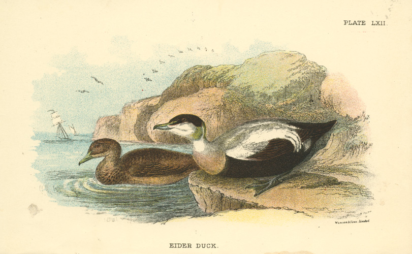 Sharpe-EiderDuck