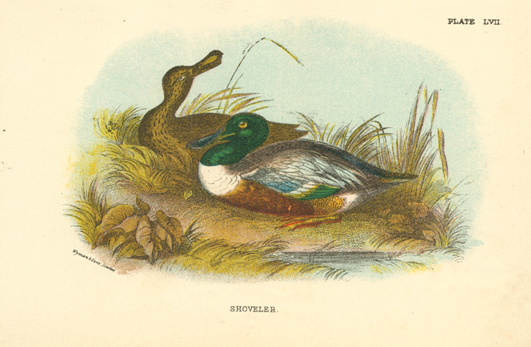 Sharpe-Shoveler