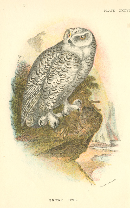 Sharpe-SnowyOwl