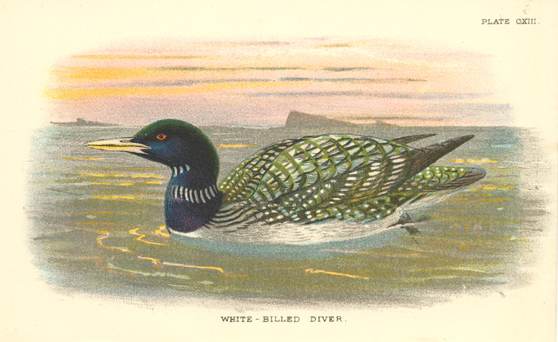 Sharpe-White-BilledDiver