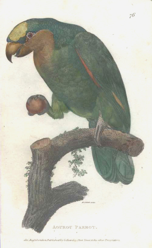 Shaw-AourouParrot-76